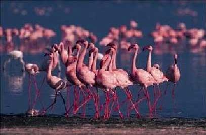 NGÀY 5:   KHU BẢO TỒN MAASAI MARA                                           (Ăn ba bữa)